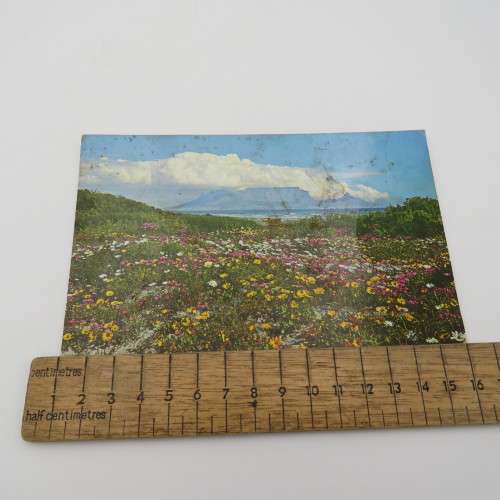 Lot of 3 vintage postcards with Cape wild flowers