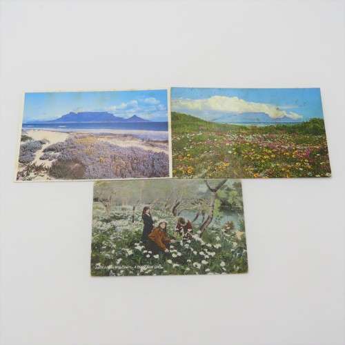 Lot of 3 vintage postcards with Cape wild flowers