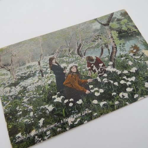 Lot of 3 vintage postcards with Cape wild flowers