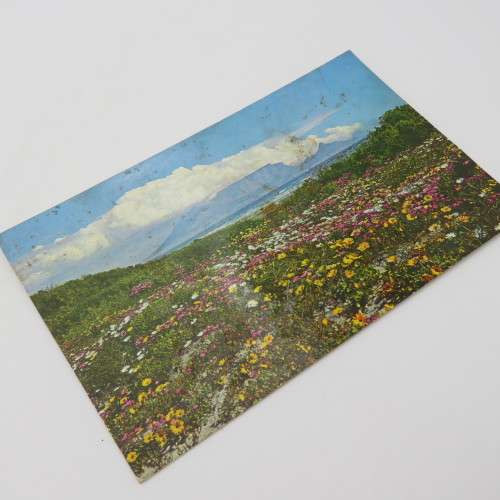 Lot of 3 vintage postcards with Cape wild flowers