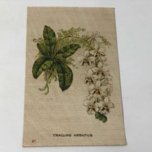 Lot of 25 Garden flowers of the world Westminster Tabaco silky cigarette cards with paper backing