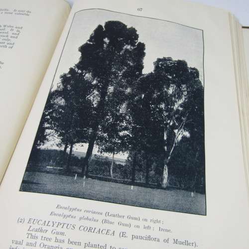 Transvaal Forest Report by De Hutchins 1904 in depth discussion on types of trees
