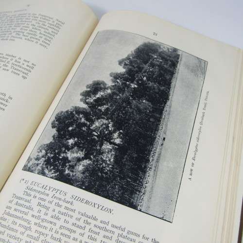 Transvaal Forest Report by De Hutchins 1904 in depth discussion on types of trees