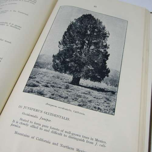 Transvaal Forest Report by De Hutchins 1904 in depth discussion on types of trees