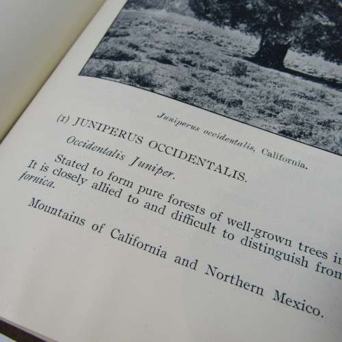 Transvaal Forest Report by De Hutchins 1904 in depth discussion on types of trees