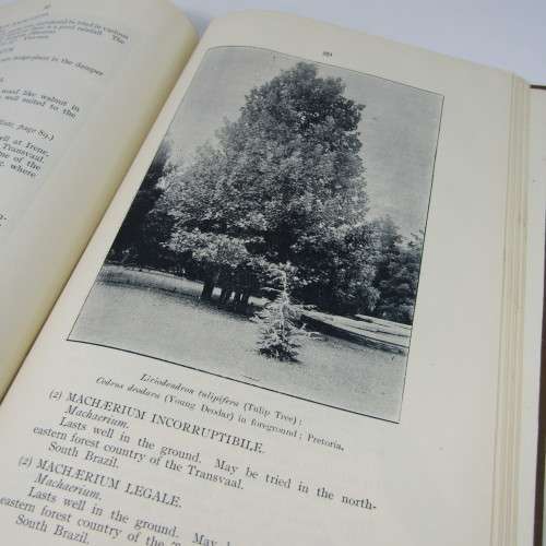 Transvaal Forest Report by De Hutchins 1904 in depth discussion on types of trees
