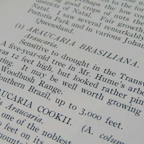 Transvaal Forest Report by De Hutchins 1904 in depth discussion on types of trees