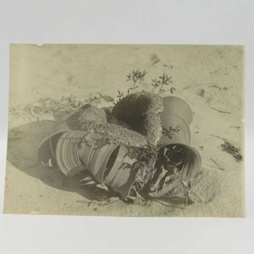 Lot of 5 South West Africa photos - early 1900`s