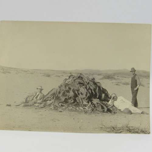 Lot of 5 South West Africa photos - early 1900`s