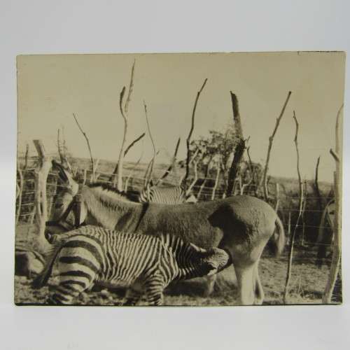 Lot of 5 South West Africa photos - early 1900`s