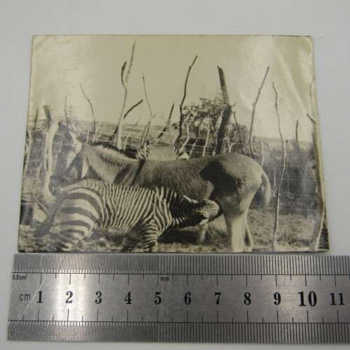 Lot of 5 South West Africa photos - early 1900`s