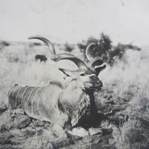 Collection of original German South West Africa photos - including Schutstrupfe, early Windhoek etc