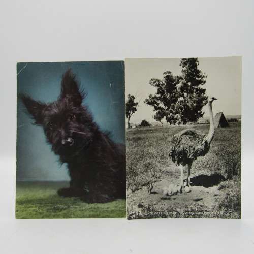 Lot of 25 postcards with animals - different shapes - most unused