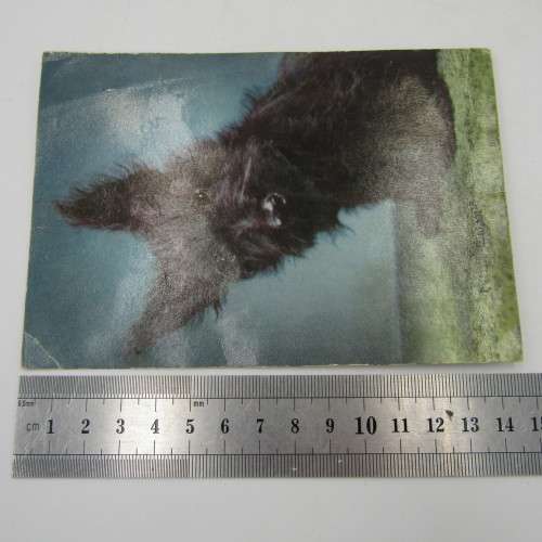 Lot of 25 postcards with animals - different shapes - most unused