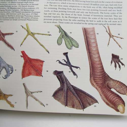Reder`s Digest BIRDS - Their Life - Their Ways - Their World