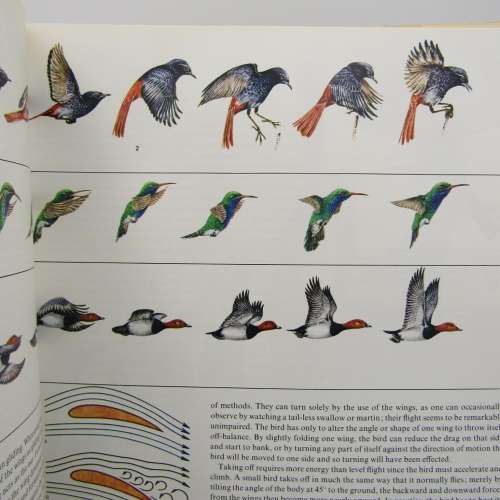Reder`s Digest BIRDS - Their Life - Their Ways - Their World