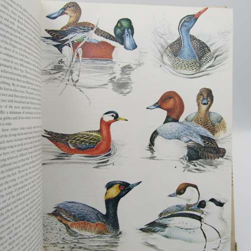 Reder`s Digest BIRDS - Their Life - Their Ways - Their World