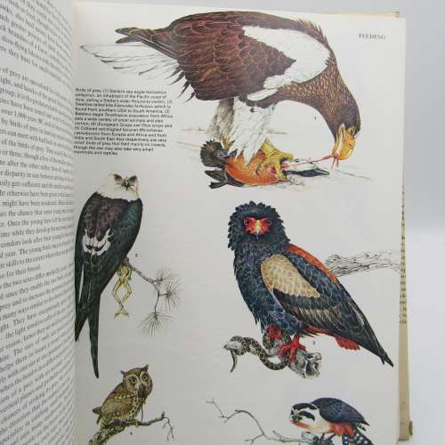 Reder`s Digest BIRDS - Their Life - Their Ways - Their World