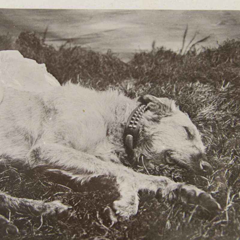 Antique postcard of little girl and Irish Wolfhound