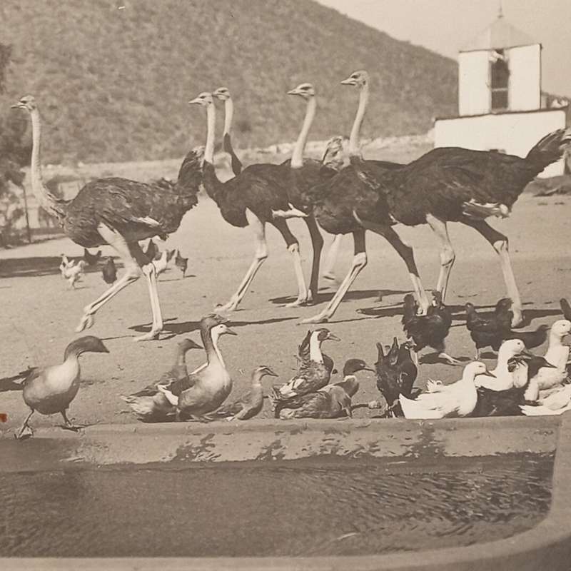 Erich Staebe Omaruru photo of a scene on the farm Okongava at Karibib -early 1900`s
