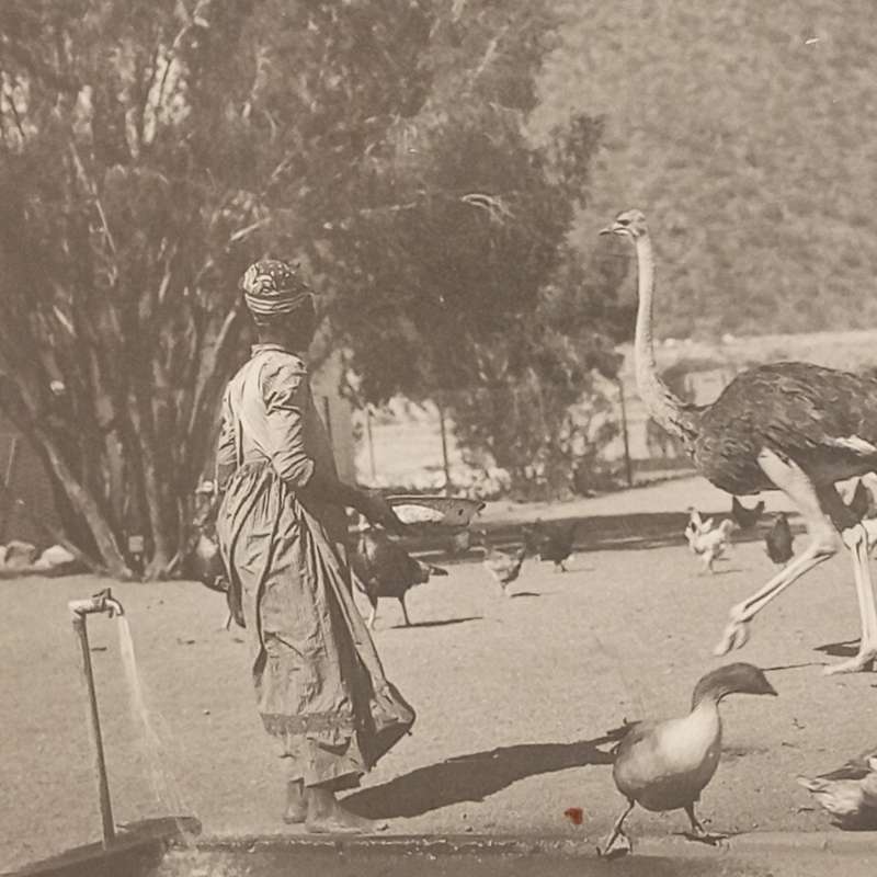 Erich Staebe Omaruru photo of a scene on the farm Okongava at Karibib -early 1900`s
