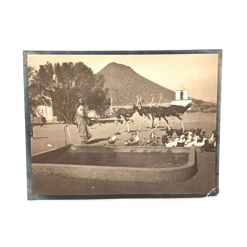 Erich Staebe Omaruru photo of a scene on the farm Okongava at Karibib -early 1900`s