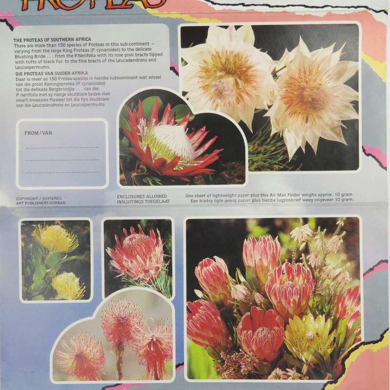 Vintage pre printed protea airmail letter - unused