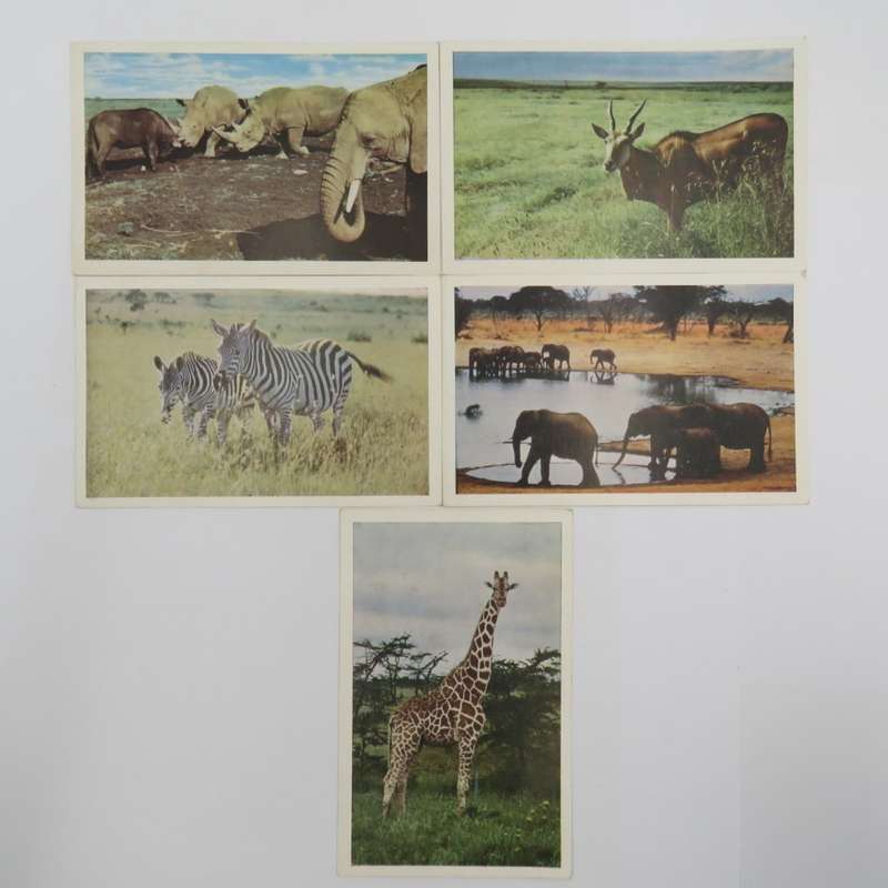 Lot of 5 unused animal postcards printed in Saldisbury Rodesia