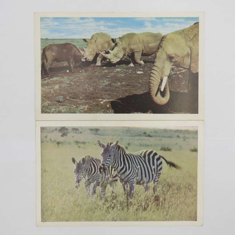 Lot of 5 unused animal postcards printed in Saldisbury Rodesia