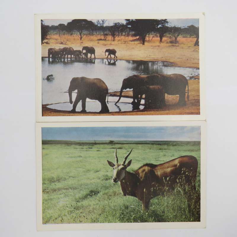 Lot of 5 unused animal postcards printed in Saldisbury Rodesia
