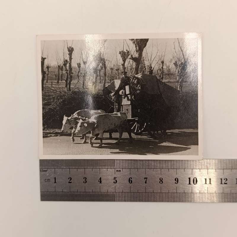 Lot of 12 antique photos of people, animals, and vehicles