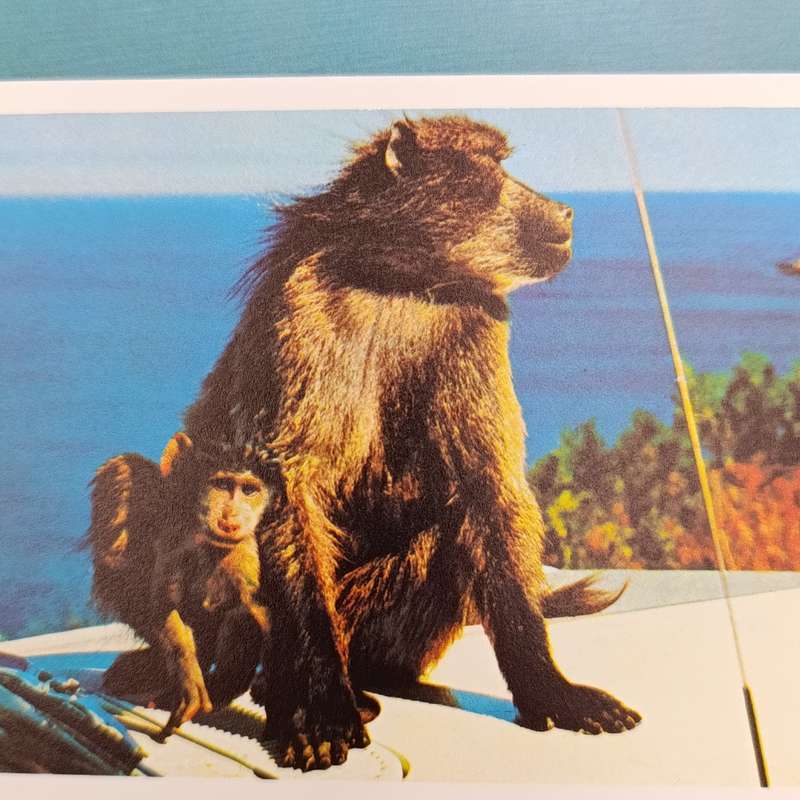 The Cape - A collection of photographs of the Cape Peninsula and its environs by Terence McNally