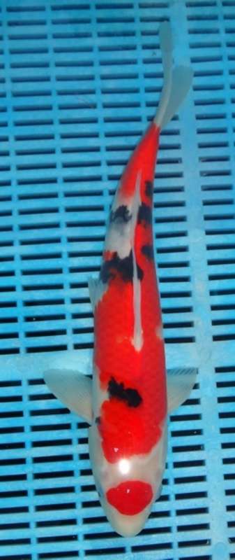 Happy Koi Fish Auction
