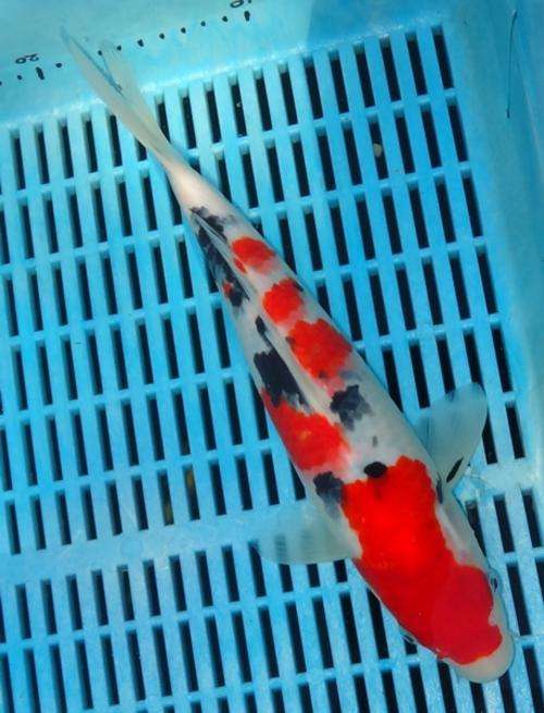 Happy Koi Fish Auction
