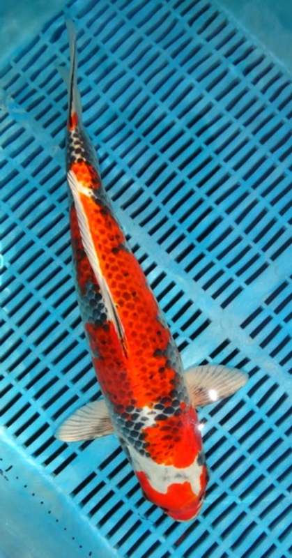 Happy Koi Fish Auction