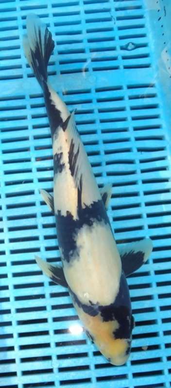 Happy Koi Fish Auction