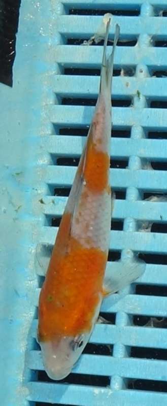 Happy Koi Fish Auction