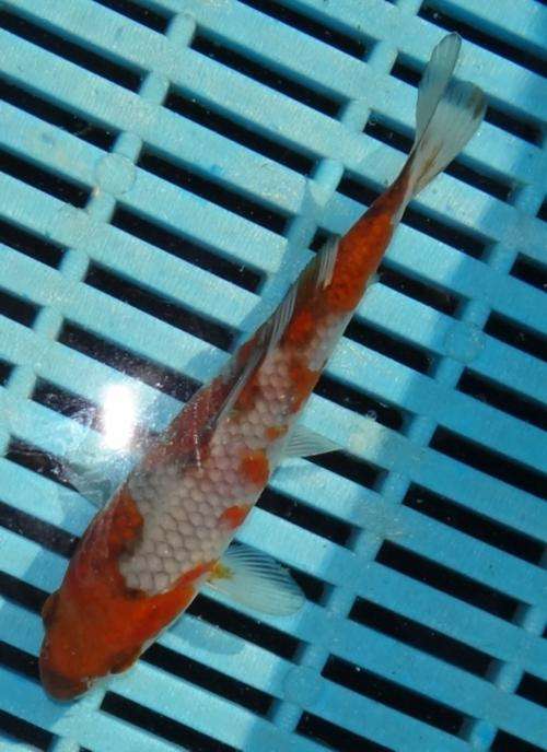 Happy Koi Fish Auction