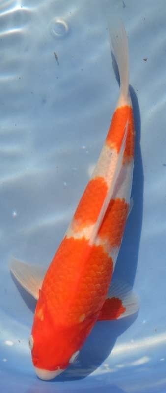 Happy Koi Koi Auction