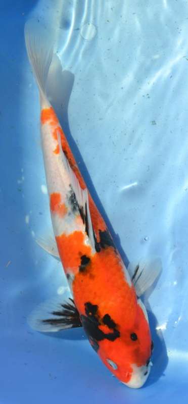 Happy Koi Koi Auction
