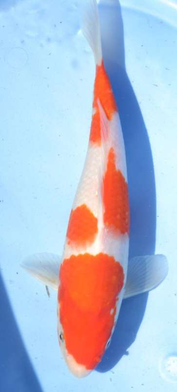 Happy Koi Koi Auction
