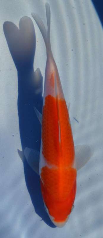 Happy Koi Koi Auction