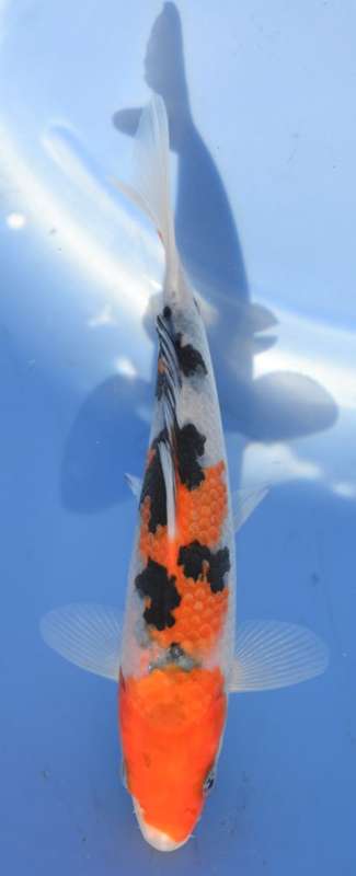 Happy Koi Koi Auction