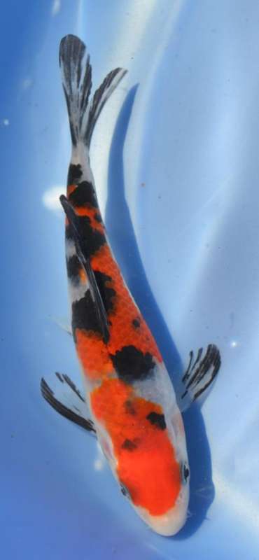 Happy Koi Koi Auction