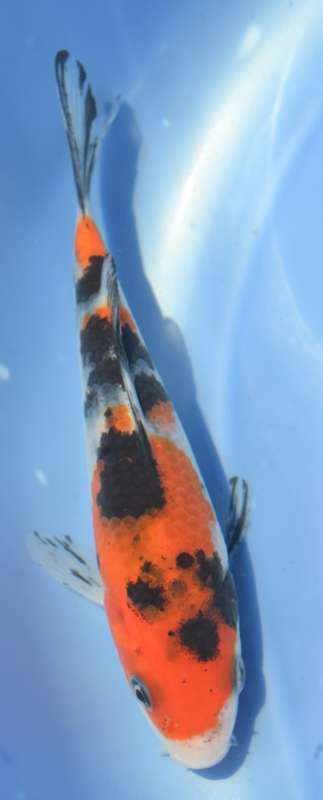 Happy Koi Koi Auction