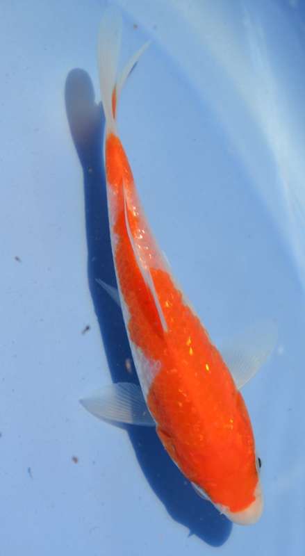 Happy Koi Koi Auction