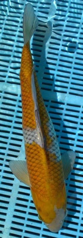 Happy Koi Koi Auction