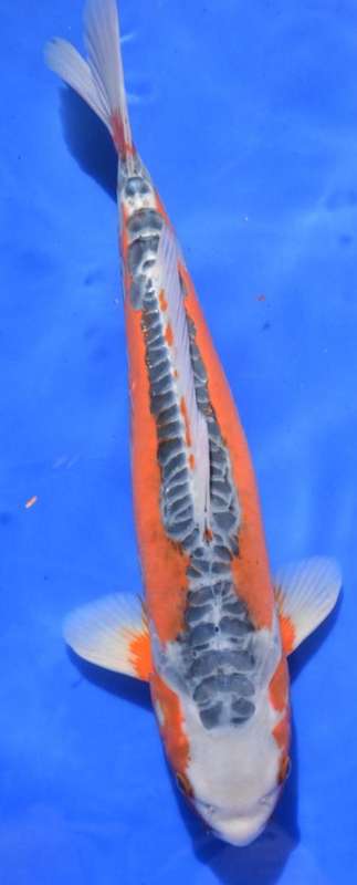 Happy Koi Koi Auction