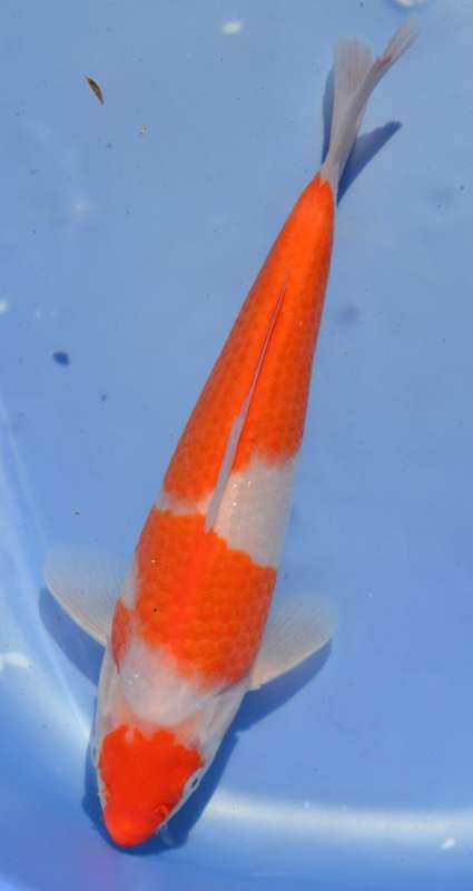 Happy Koi Koi Auction