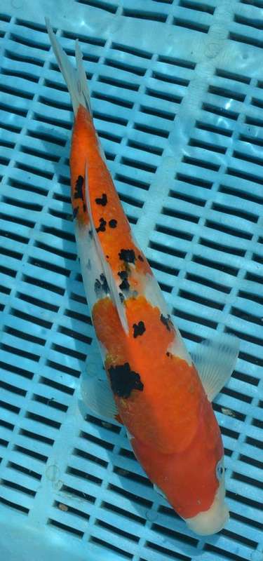 Happy Koi Koi Fish Auction